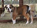 Olde english bulldogge Østergaard's Lilli