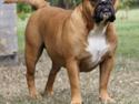 Olde english bulldogge Østergaards Oliva/Cherie