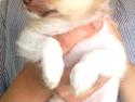 Chihuahua Milo
