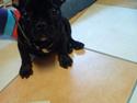 Fransk bulldog Cleo