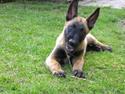 Malinois QuBik