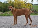 Rhodesian ridgeback Kuzonga's a Lion ( Leon )<3 <3 R.I.P. :''-(