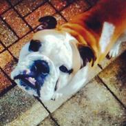 Olde english bulldogge James
