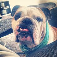 Olde english bulldogge James