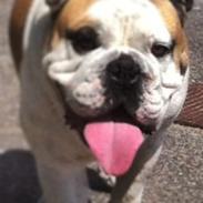 Olde english bulldogge James