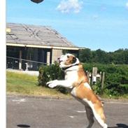 Olde english bulldogge James