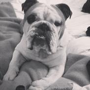 Olde english bulldogge James