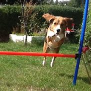 Beagle Famous joker zingy storm racer (Bella)