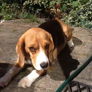 Beagle Famous joker zingy storm racer (Bella)