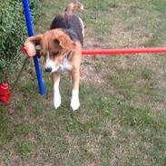 Beagle Famous joker zingy storm racer (Bella)