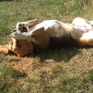 Beagle Famous joker zingy storm racer (Bella)