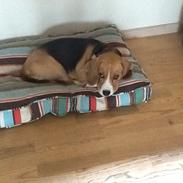 Beagle Famous joker zingy storm racer (Bella)