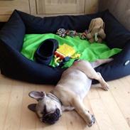 Fransk bulldog Manse