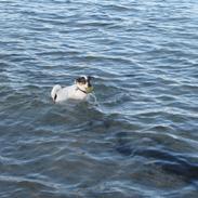 Jack russell terrier Sacco