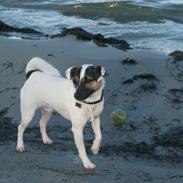 Jack russell terrier Sacco