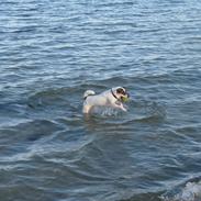 Jack russell terrier Sacco