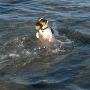 Jack russell terrier Sacco