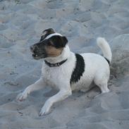 Jack russell terrier Sacco