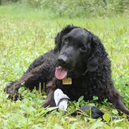 Curly coated retriever Balto (RIP)