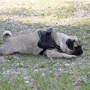 Blanding af racer Frida