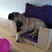 Blanding af racer Frida