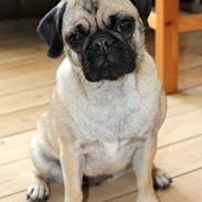 Blanding af racer Frida