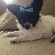 Papillon Pixie
