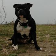 Staffordshire bull terrier Tyson