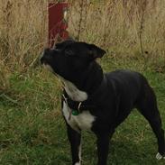 Staffordshire bull terrier Tyson