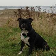 Staffordshire bull terrier Tyson