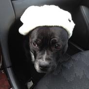 Staffordshire bull terrier Tyson