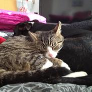 Staffordshire bull terrier Tyson