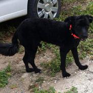 Portugisisk vandhund Nicki