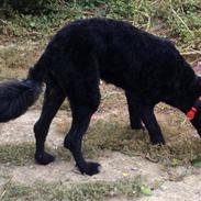 Portugisisk vandhund Nicki