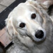 Golden retriever Tilde
