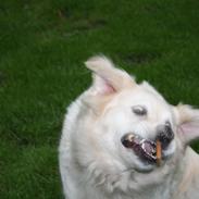 Golden retriever Tilde