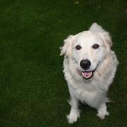 Golden retriever Tilde