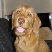 Ruhåret vizsla Ingle