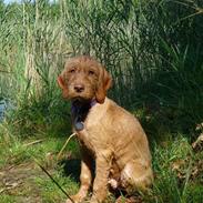 Ruhåret vizsla Ingle