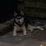 Blanding af racer Nala Bea ( Alaskan Malamute og ? )