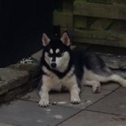 Blanding af racer Nala Bea ( Alaskan Malamute og ? )