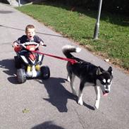 Blanding af racer Nala Bea ( Alaskan Malamute og ? )