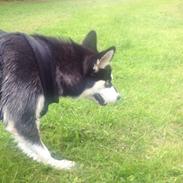 Blanding af racer Nala Bea ( Alaskan Malamute og ? )