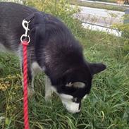 Blanding af racer Nala Bea ( Alaskan Malamute og ? )