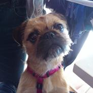 Blanding af racer Søs