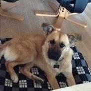 Blanding af racer Linea