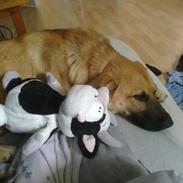 Blanding af racer Linea