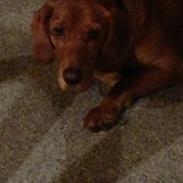 Blanding af racer Baloo