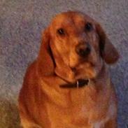 Blanding af racer Baloo