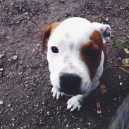 Staffordshire bull terrier Alfi